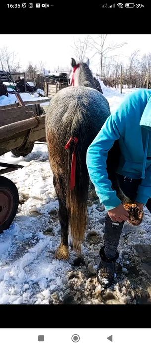 Vând sau schimb poneița