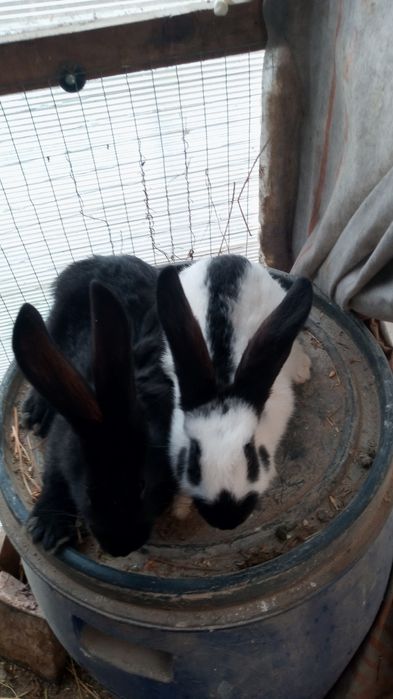 Vînd iepuri uriaș german