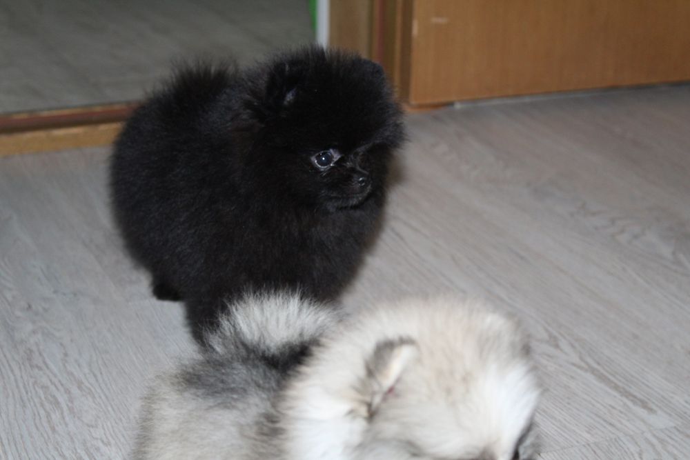 Щенки  с документами!