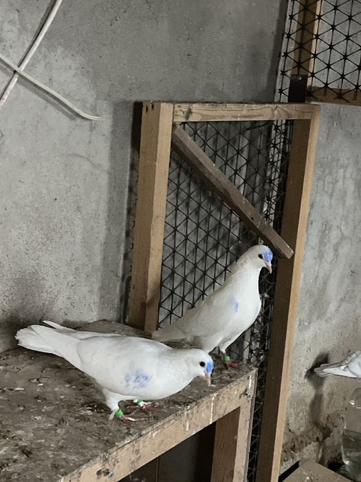 голуби продаються
