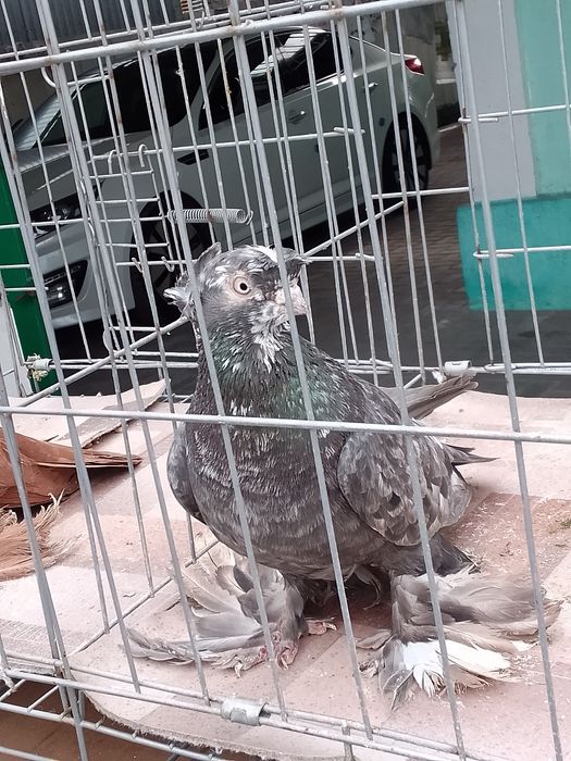 Тараз Челкар самец