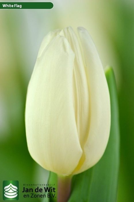 Тюльпаны оптом на 8е марта 2026го года