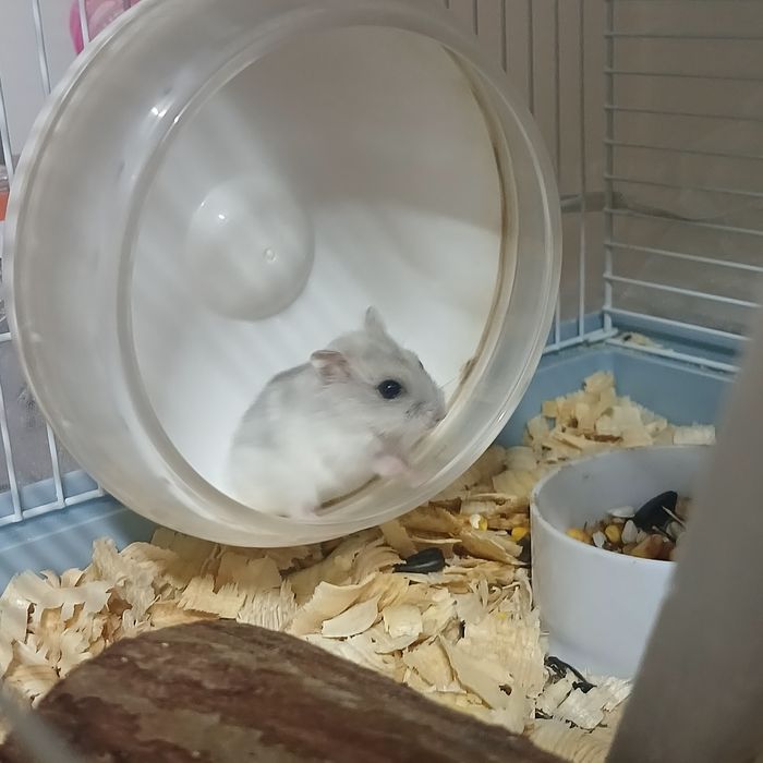 Продаю 3 хомяка девочки