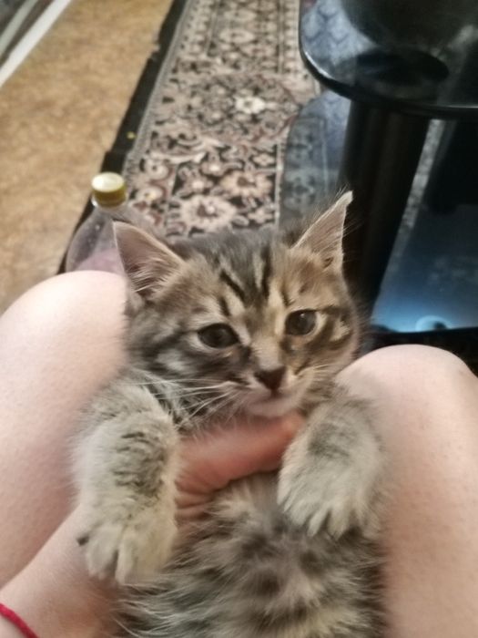 Отдам котят в добрые и любящие руки