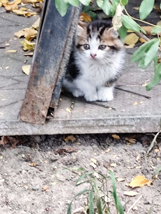 Котята бесплатно