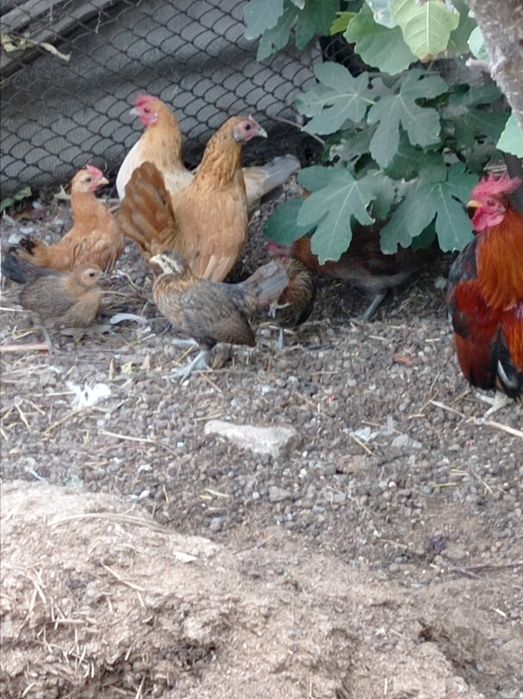 Продаются японские куры