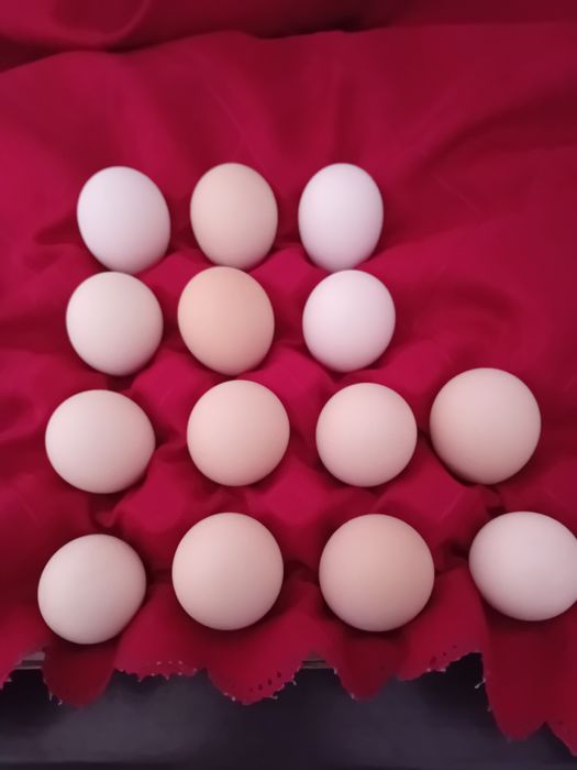 Ouă pentru incubator La bresse