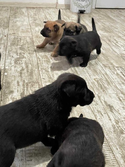 Se ofera spre adoptie