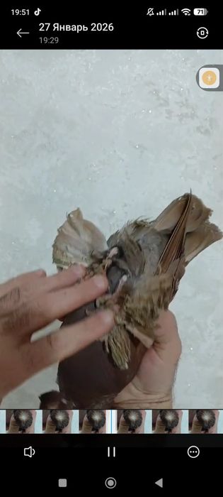 Продам голубей...