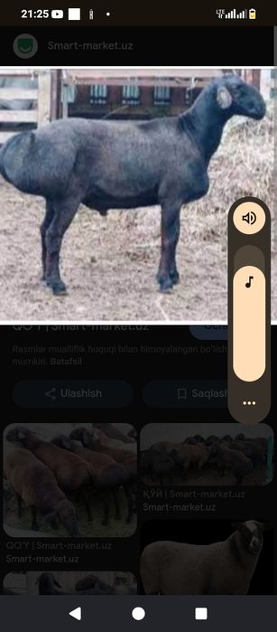 Qoʻy yungini olish xizmati