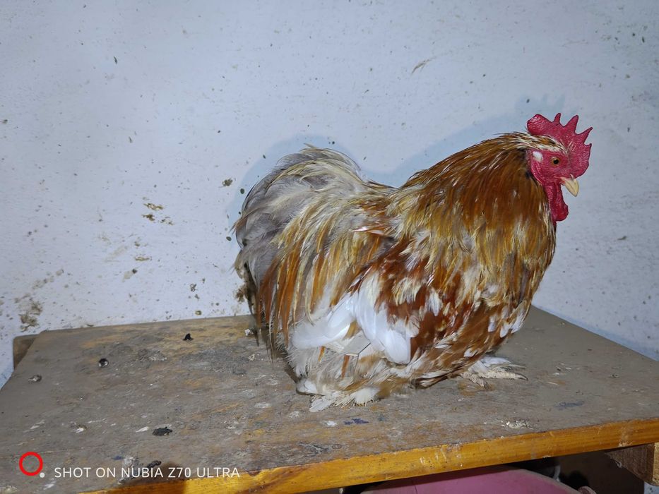 Perechi cochinchina pitic de vanzare diferite culori