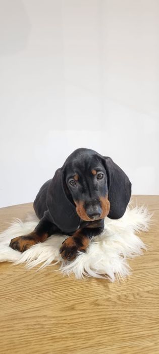 Teckel dachshund pedigree FCI, mascul