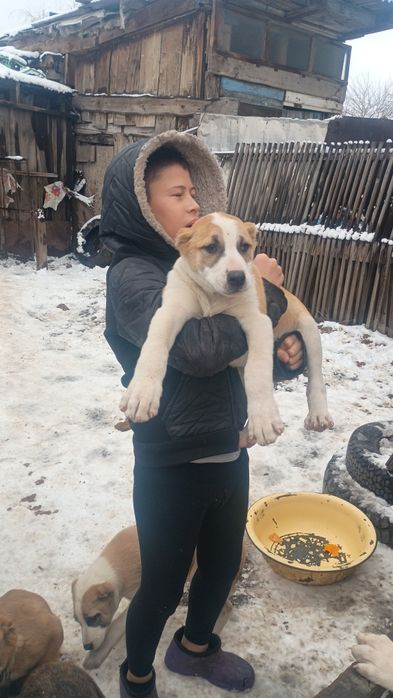 Продам щенков Алабая