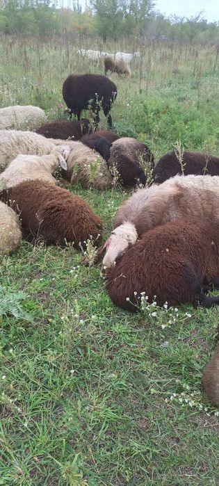 Козлята, козочки-берёзочки
