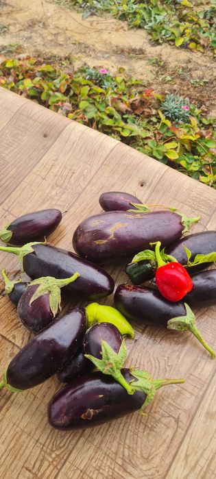 Продажа земельного участка 3.75 гектаров