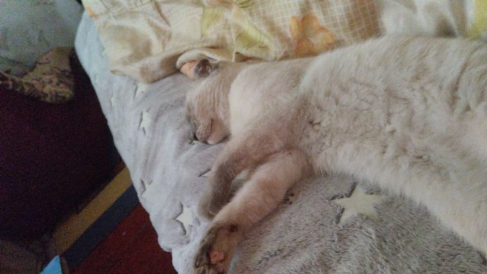 Шотландская  вислоухая