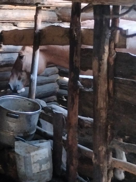 Продам айгыр и два тай
