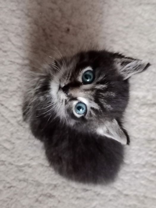 Отдам котёнка в добрые руки