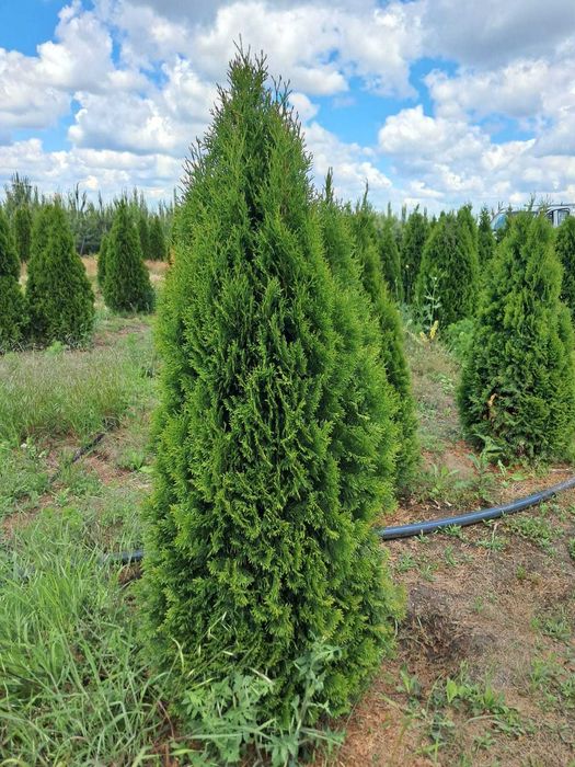 Plante Ornamentale de la 35 Lei + Transport Gratuit & Plantare Inclusă