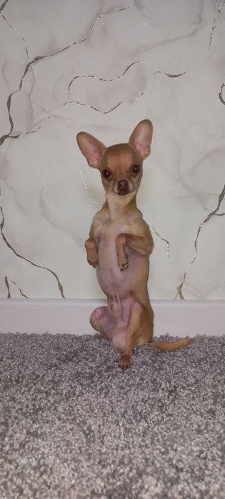 Кобель ищет невесту. Вязка.