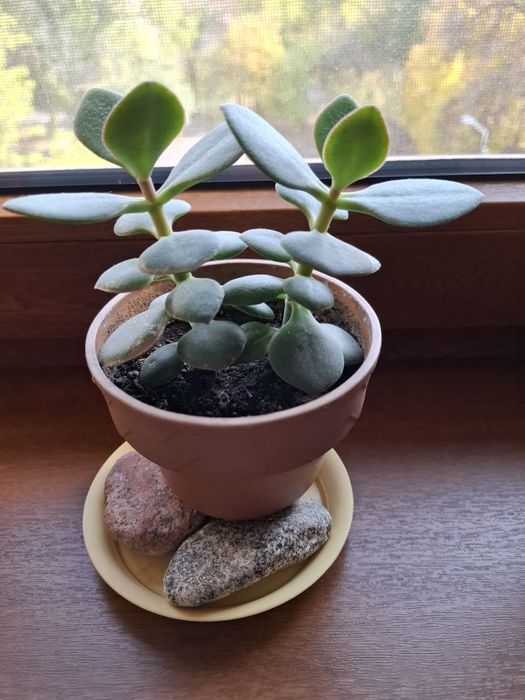 Кактусы разные, цена за каждый