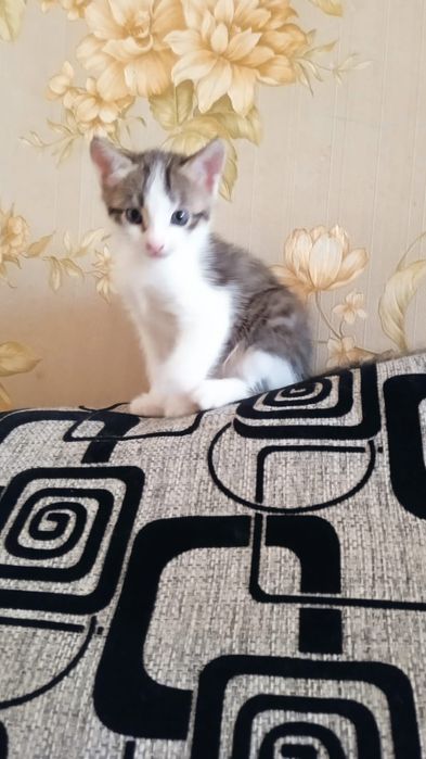 Котенок ищет дом