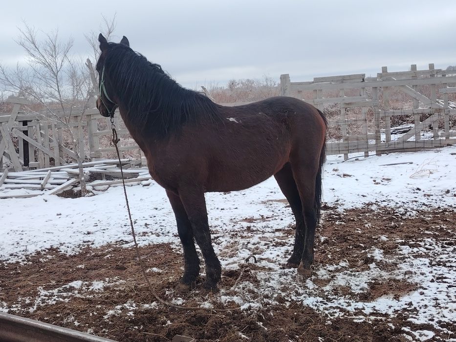 Айгыр сатылады жасы 9да