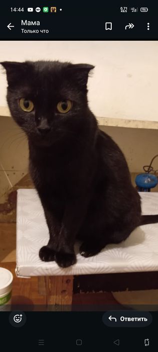 Котята кошечки  есть разные