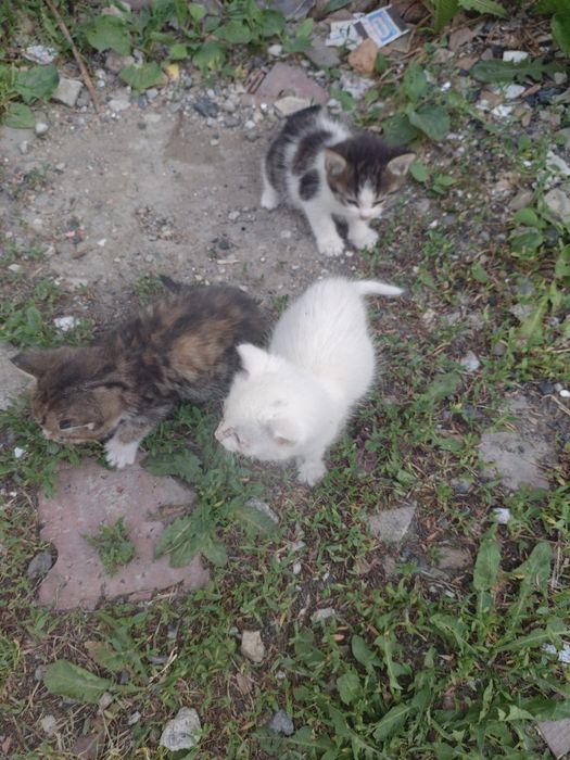 Отдам котят даром