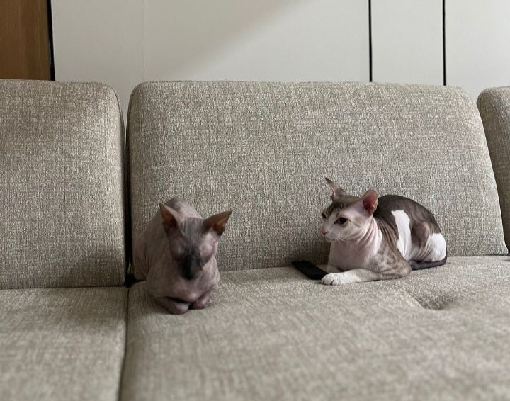 Готовы к брони донские сфинксы