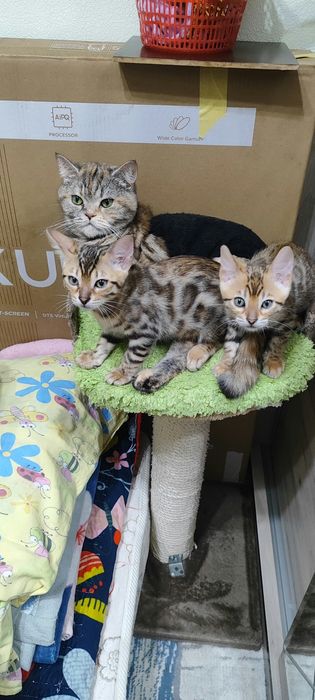Продаются бенгальские котята
