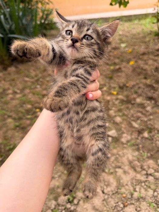Котенок девочка приучена к лотку