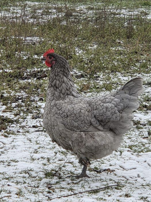 Vând  găini australorp.