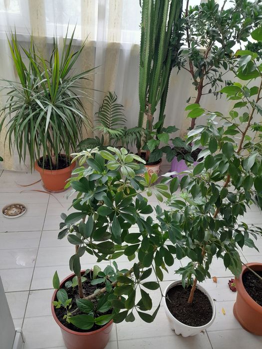 Комнатные цветы  продаю