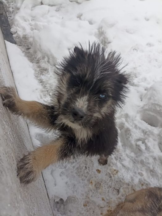 Щенята СРОЧНО ищут новый дом