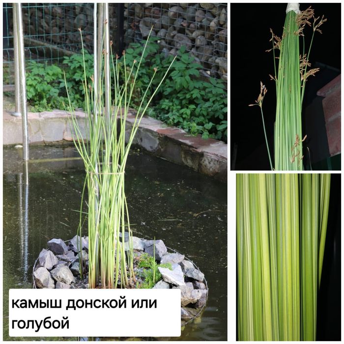 Продам растения для пруда