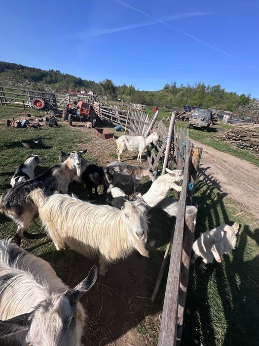 Capre de vânzare tinere