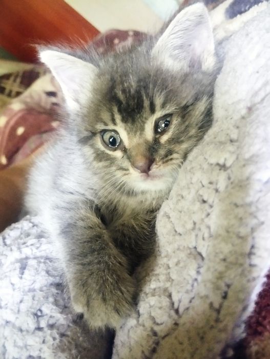 Отдам месячного котенка.