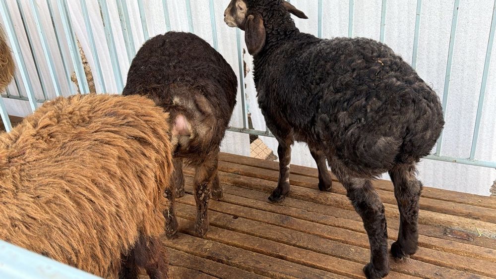 Продаётся бараны