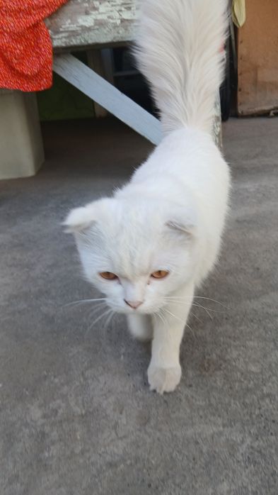 Mushuk kafolat bilan