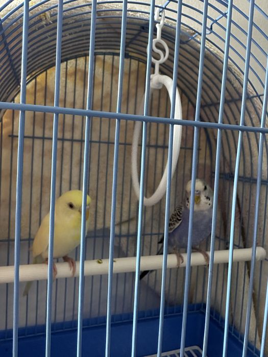СРОЧНО продам попугаев