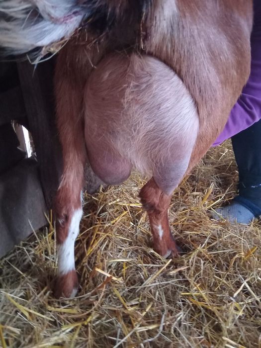 Disponibile capre de top