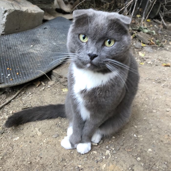 Животные . Кошки.