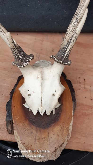 Еленски рога. Истински
