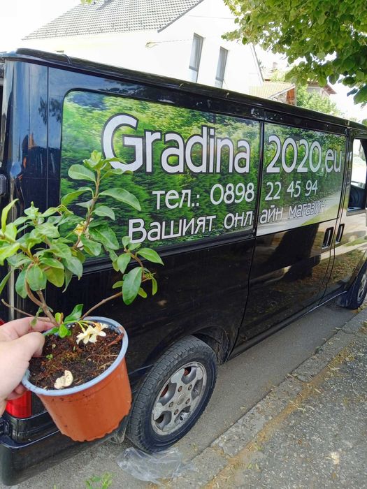 Жасмин вечно зелен
Налични 4 вида