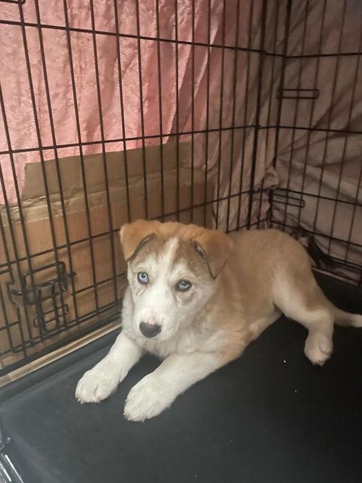 Отдам беспородных щенков возраст 2 месяца. Доставка бесплатная.