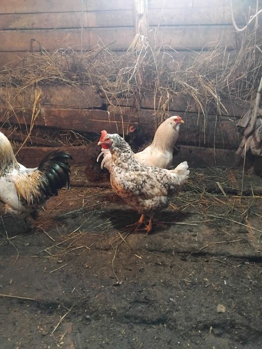 Продам домашних курочек