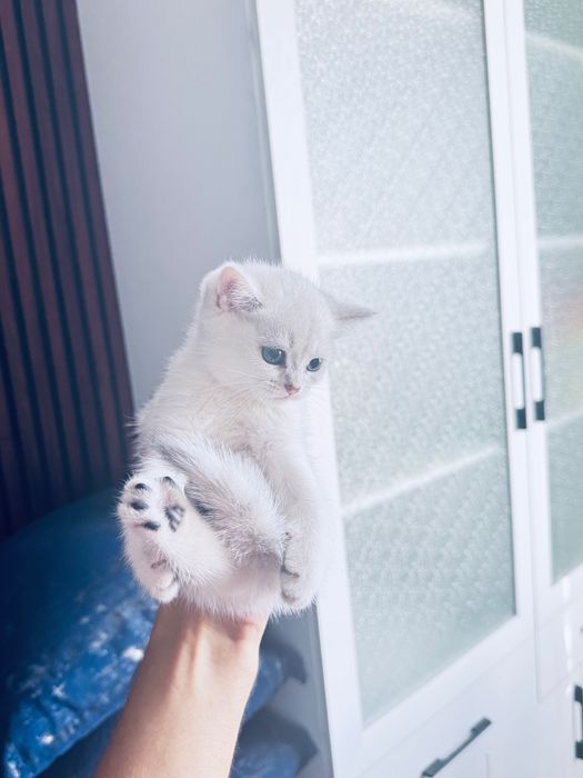 Britanskiy serebristiy shinshilla 2 oyli o’g’il qiz