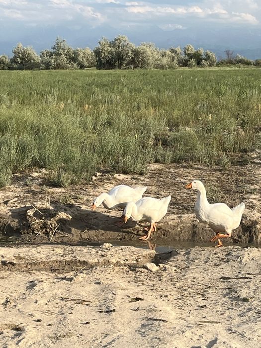 Продам гусят 60 шт в наличии