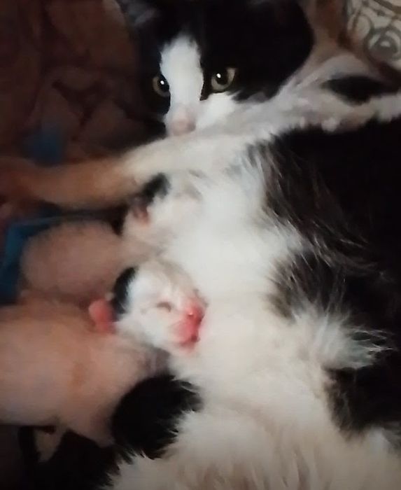 Кошка и четыре котенка